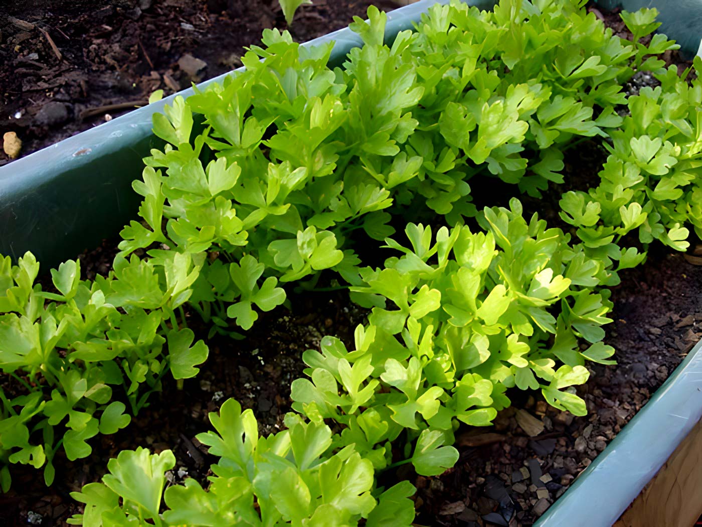 Apium graveolens, celery seedlings ready to plant out