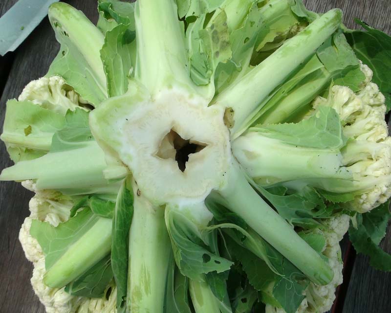 Hollow stem in cauliflowers - caused by a deficiency in Boron