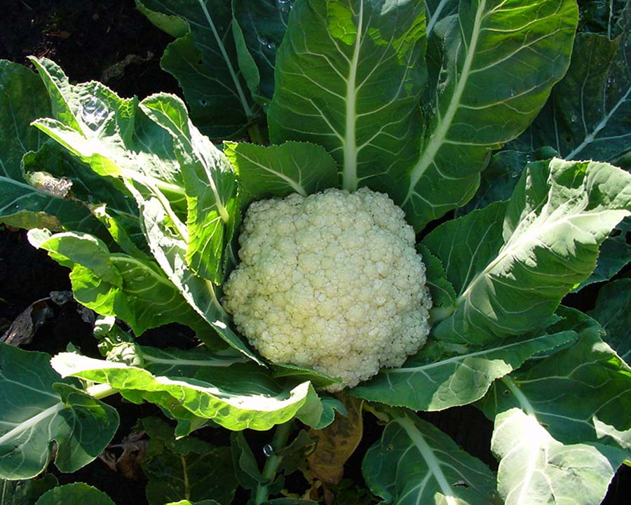 Brassica oleracea botyritis - cauliflower