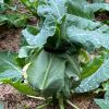 Cauliflower- protect cauliflower head from sun by tying leaves over the head
