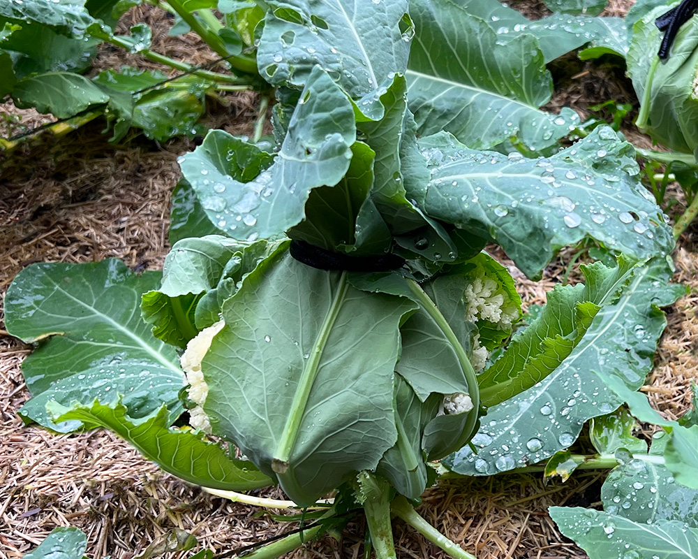 Cauliflower- protect cauliflower head from sun by tying leaves over the head
