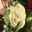 Brassica oleracea botyritis or the common Cauliflower, freshly cut