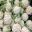 Brassica oleracea botyritis, cauliflower
