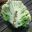 Boron deficiency in cauliflowers shows as a hollow stem