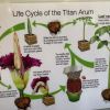 Amorphophallus titanum lifecycle