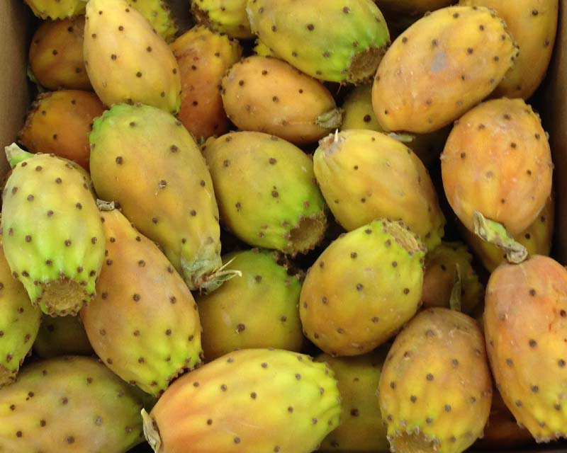 Opuntia Phaeacantha, prickly pear fruit