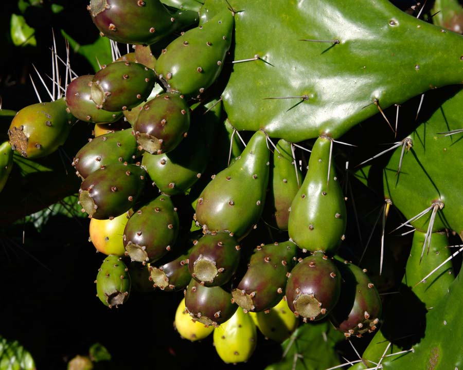 Ripening fruit of Prickly Pear - Opuntia spp