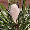 Banksia hookeriana
