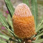 Banksia hookeriana 