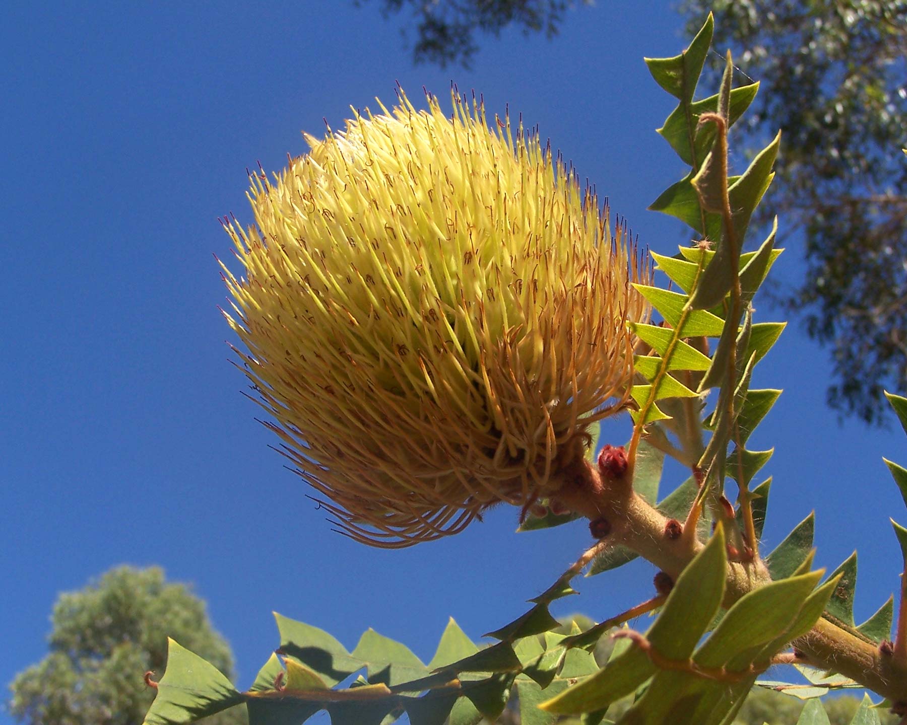 Banksia baxterii - photo Gnangarra