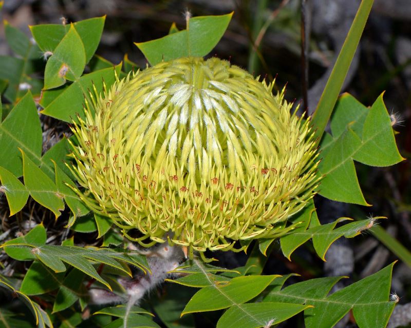 Banksia baxterii - Birds Nest Banksia - photo Jean and Fred from Perth, Australia