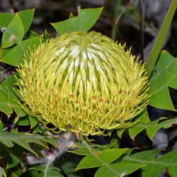 Banksia baxteri 