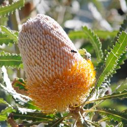 Banksia ashbyi 