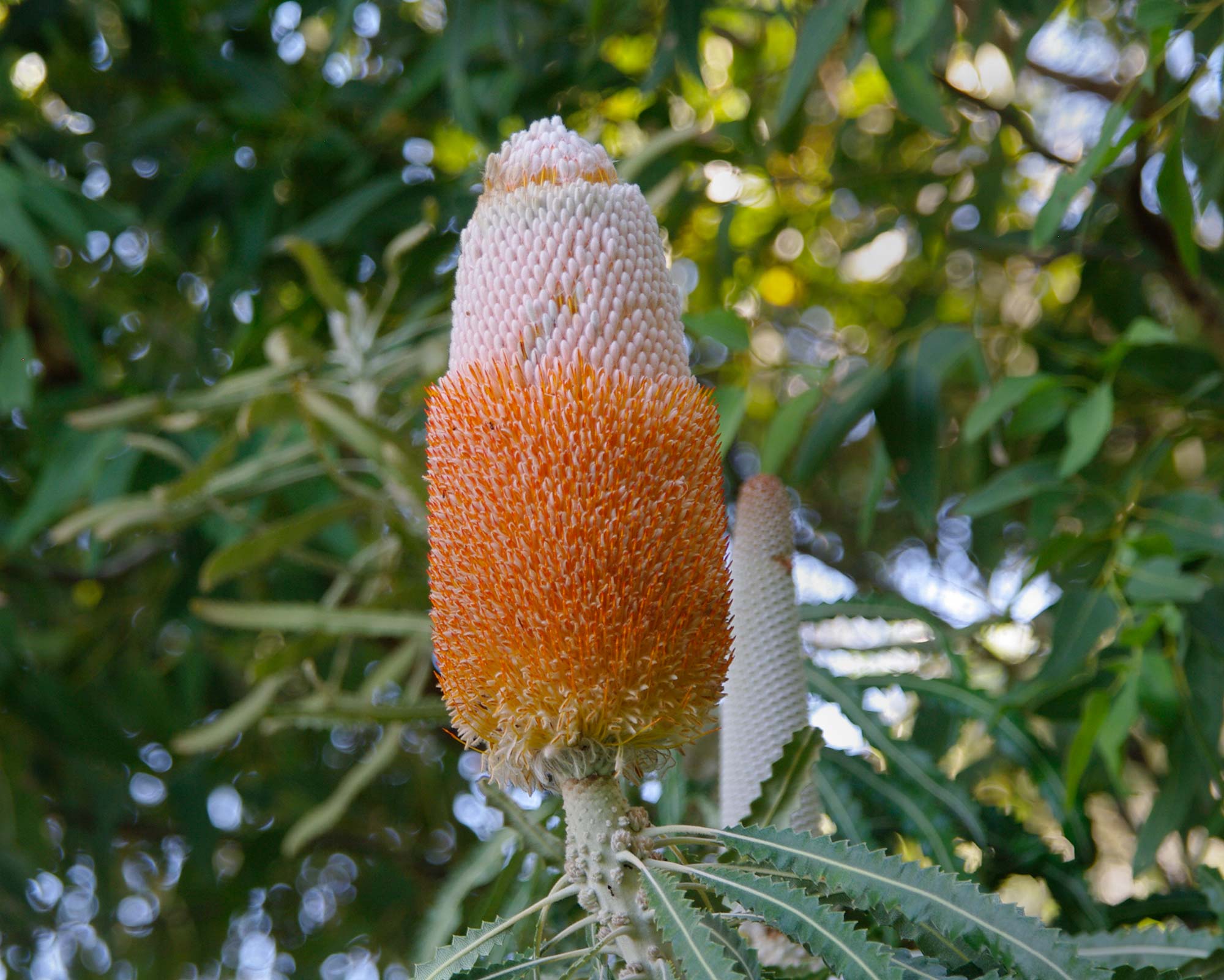 Banksia ashbyii