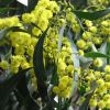 Acacia pycnantha - bright yellow globular flower heads photo Melburnian