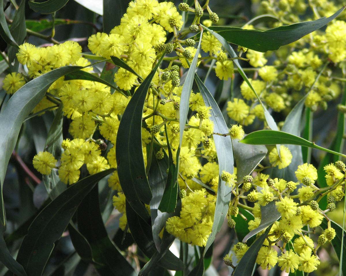Acacia pycnantha - bright yellow globular flower heads photo Melburnian
