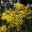 Acacia pycnantha - bright yellow globular flower heads photo Eigene Aufnahme