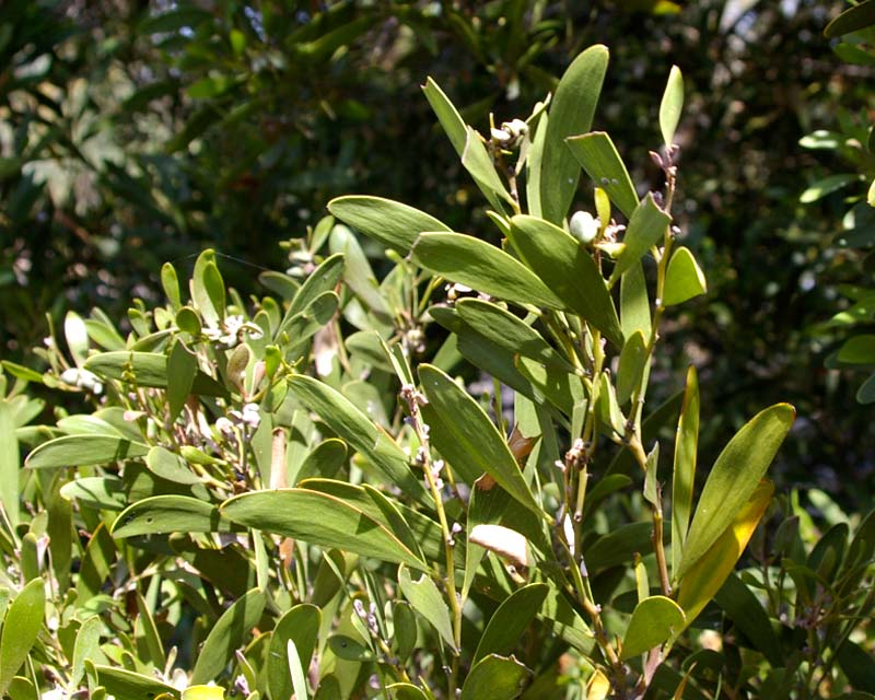 Acacia melanoxylon - Blackwood tree - leaf like phyllodes