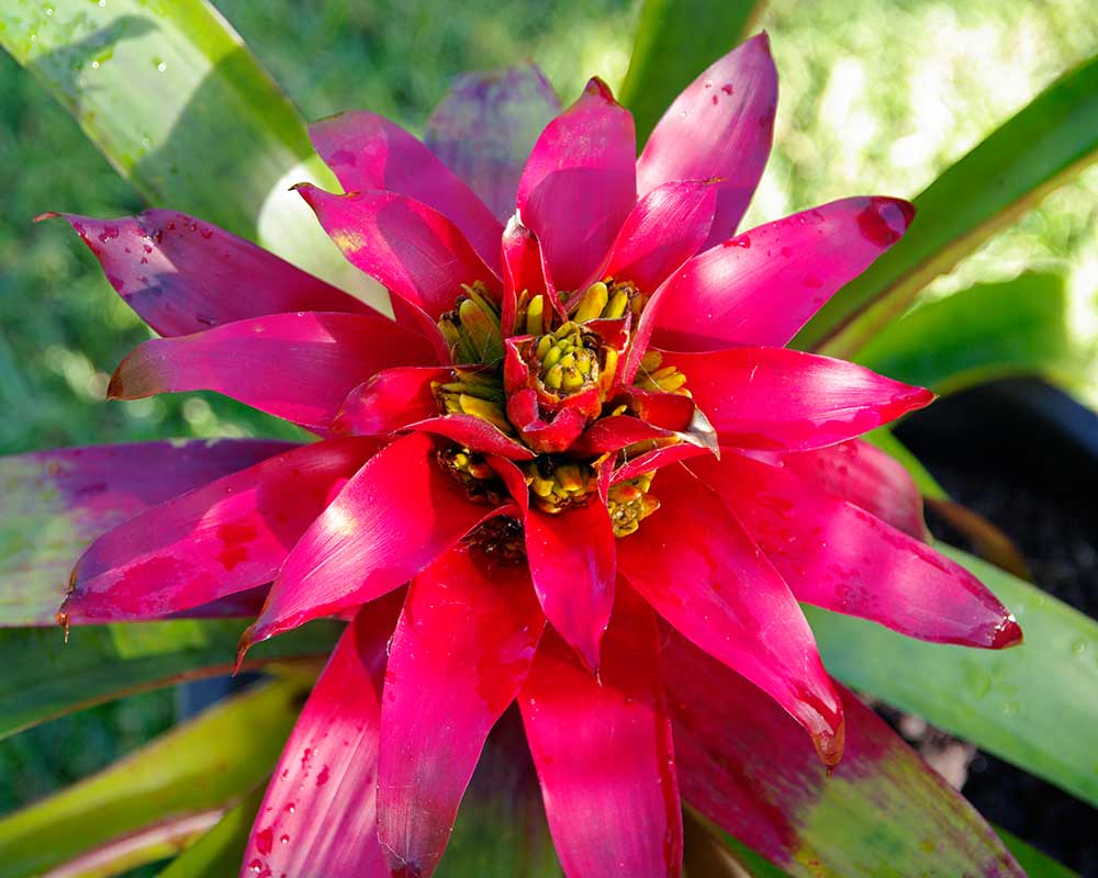 Guzmania lingulata - red bracts and small yellow flowers