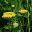 Achillea filipendulina Gold Plate has a corymb shape head of golden yellow flowers