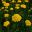 Achillea filipendulina Parker's Variety - has corymb shaped heads of bright yellow flowers