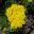 Achillea - a dense head of yellow flowers