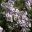Androsacea lanuginosa or Wooly Rock Jasmine