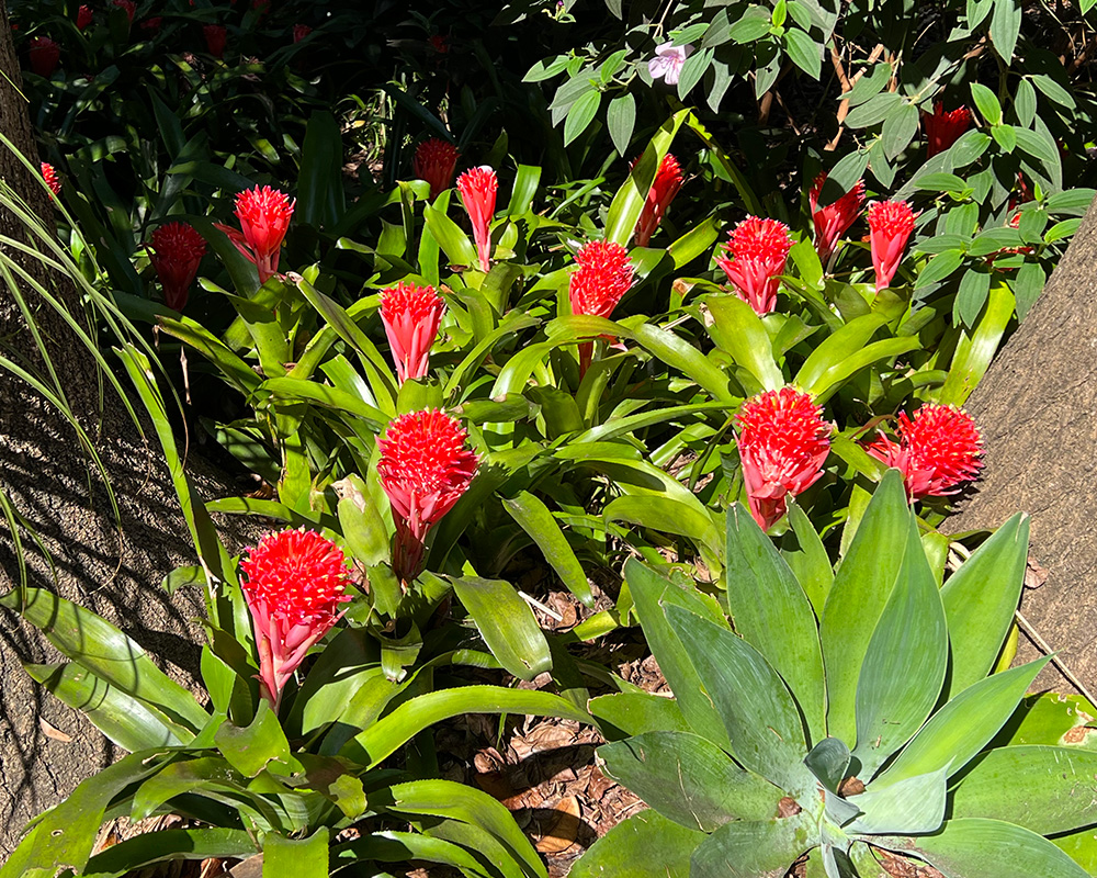 Vibrant display of Billbergia pyramidalis - taken in March in Sydney Botanic Gardens