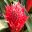 Billbergia pyramidalis - Flaming Torch Bromeliad