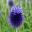 Echinops ritro - Small Globe Thistle