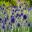 Echinops ritro - Small Globe Thistle