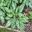 Pulmonaria saccharata 'Trevi Fountain' white spots on larger leaves