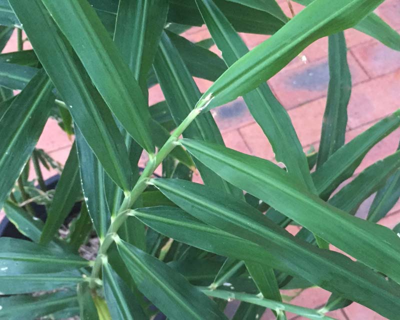 Zingiber officinale - reed like leaf stems