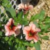 Calibrachoa hybrid - Can Can Strawberry