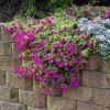 Calibrachoa cascading over a garden wall - perhaps its best style of setting