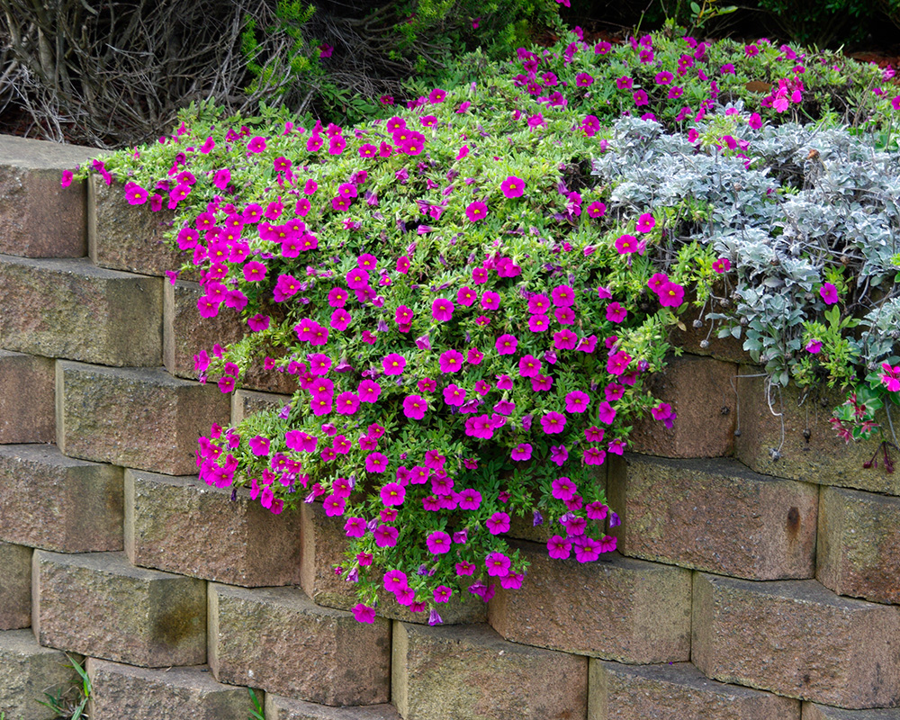 Calibrachoa cascading over a garden wall - perhaps its best style of setting