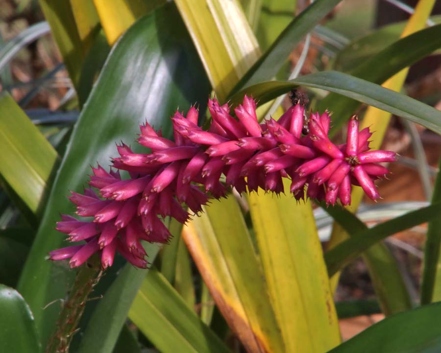 Aechmea gamosepala - pink bracts remaining long after the flowers have fallen