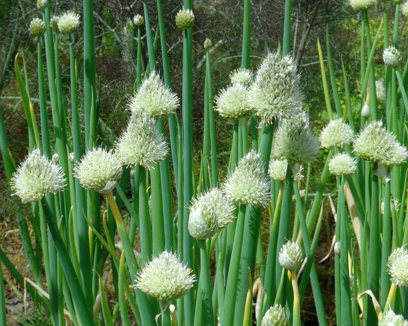 Spring Onions - if left produce attractive conical shaped flower heads