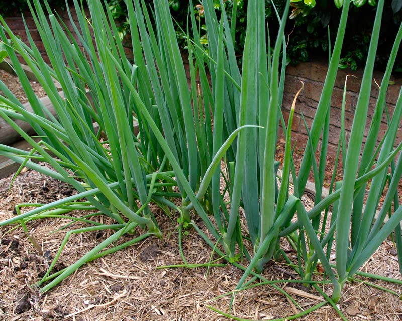 Allium fistulosum - spring onions ready for pulling