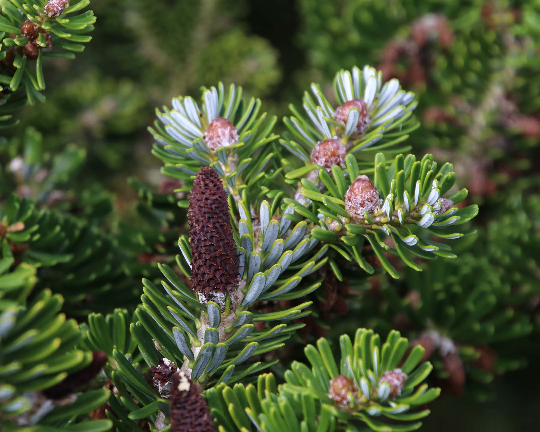 Abies koreana - old cones and new growth