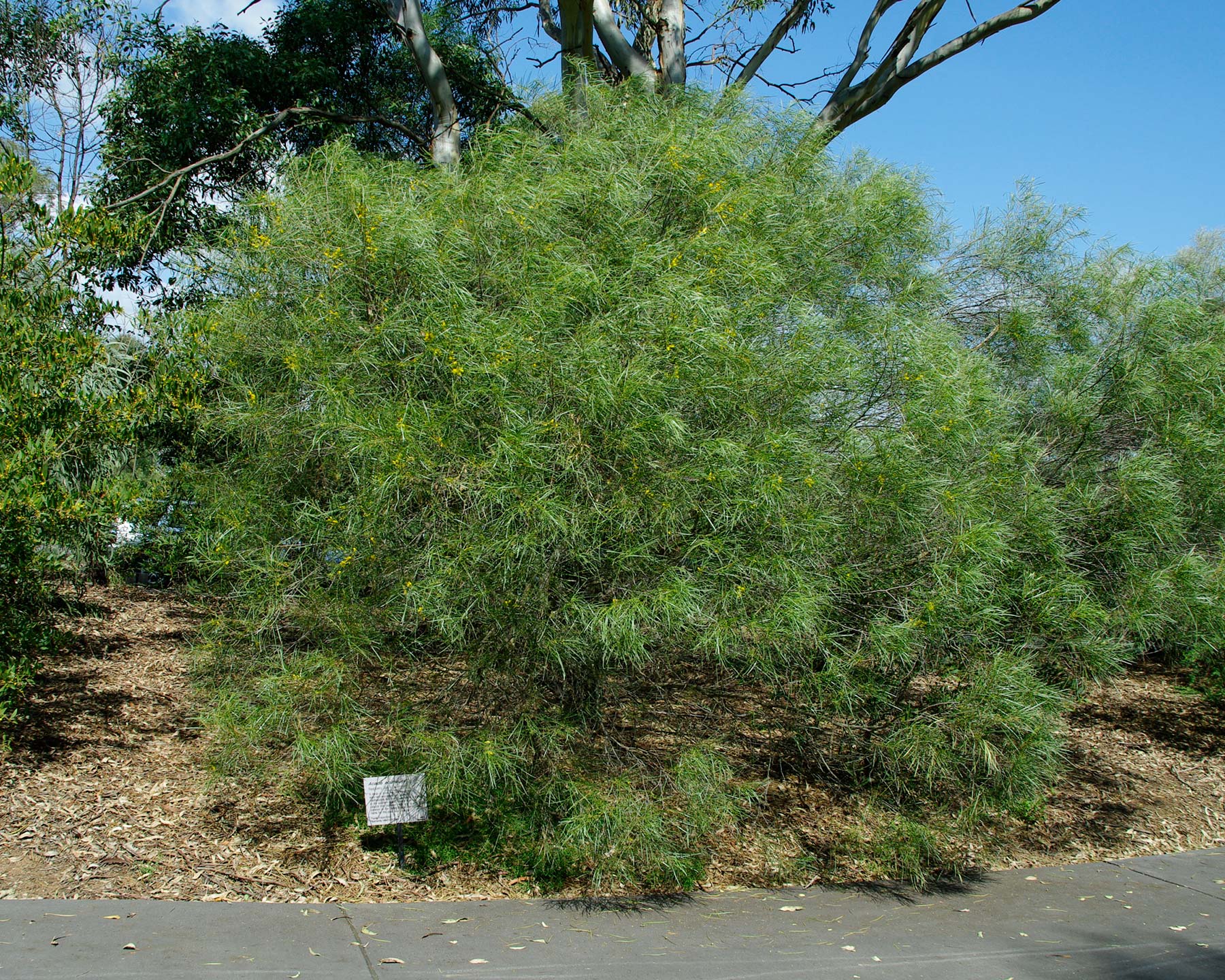 Acacia accuminata - Raspberry Jam Tree