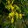 Acacia accuminata - Raspberry Jam Tree