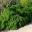 Acacia Cognata 'Green Mist'