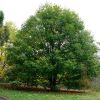 Acer barbatum - Florida Maple