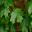 Acer barbatum - Florida Maple