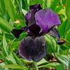 Iris Black Swan has deep purple upper petals with the lower petals being almost black
