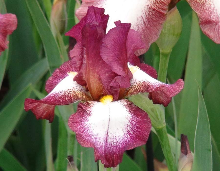 Iris hybrid 'Crinoline' has maroon and white flowers