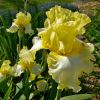 Iris germanica 'Be Counted'