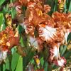 Iris germanica Chicksaw Sue