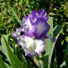 Iris germanica 'Classic Look'